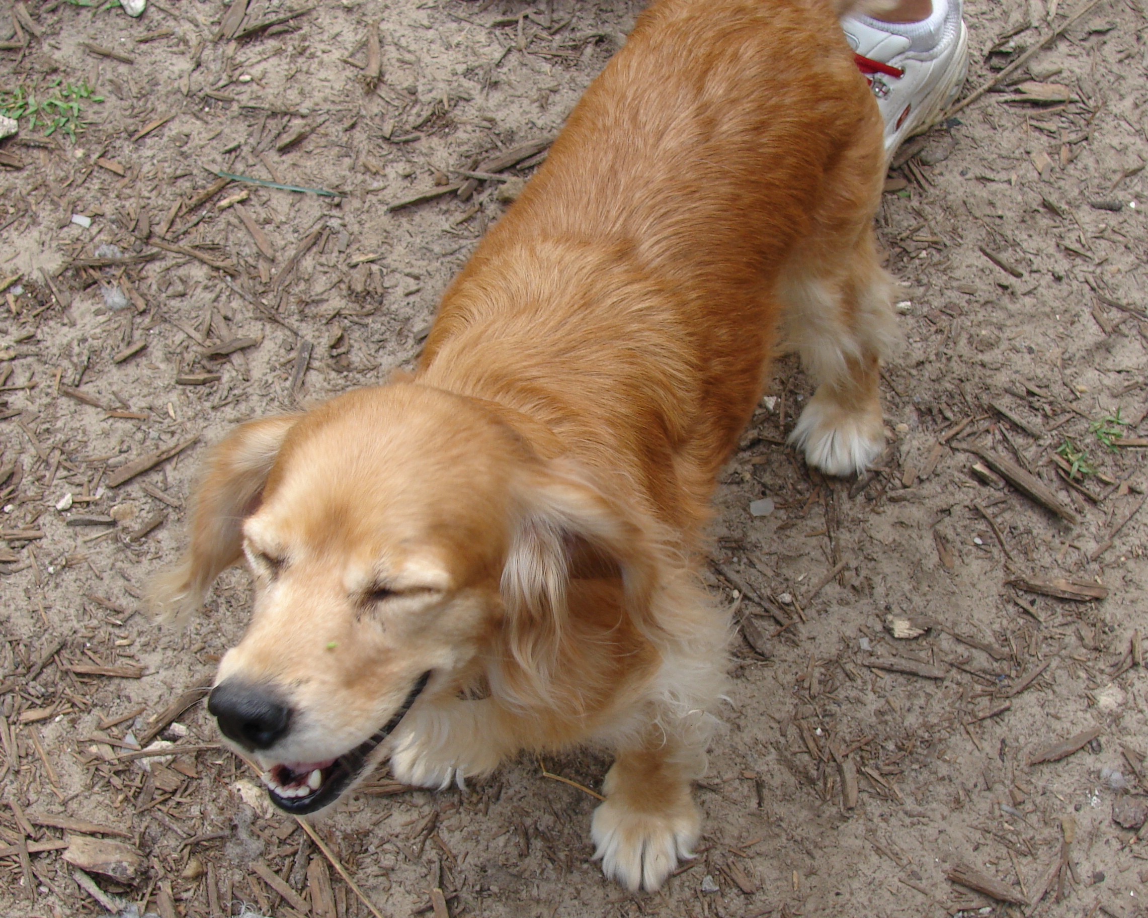 Chelsy - Please Adopt Me! - American Cocker Spaniel that needs a home.